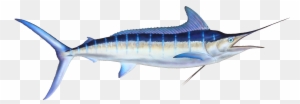 Striped Marlin, Oahu, Hawaii - Striped Marlin (color: Navy, Fit Type: Men, Size: 4xl)