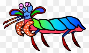 The Gallery For > Peacock Mantis Shrimp Drawing Peacock - The Gallery For > Peacock Mantis Shrimp Drawing Peacock