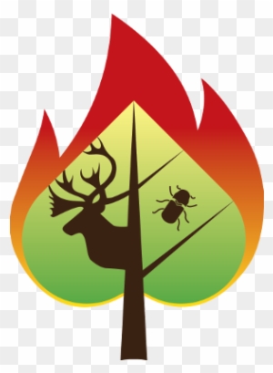 To Lead The Development Of A Mixed Severity Fire Regime - Ecology