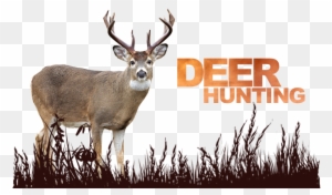 Deer Hunting Outfitter Pic Source - White-tailed Deer