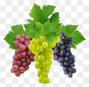 Grapes Pics, Food Collection - Green Grapes Vs Black Grapes