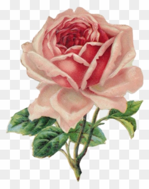 Beautiful Varieties For Home And Garden Decorative - Vintage Rose Clip Art