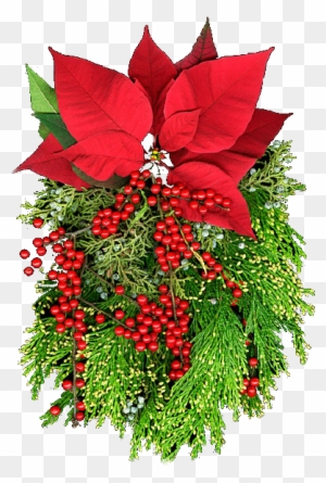 Flores Nochebuenas Navideñas Flores De Navidad Poinsettias - Flor De Navidad  Png - Free Transparent PNG Clipart Images Download