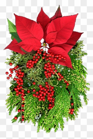 Flores Nochebuenas Navideñas Flores De Navidad Poinsettias - Flor De Navidad Png - Free Transparent PNG Clipart Images Download Flores Nochebuenas Navideñas Flores De Navidad Poinsettias - Flor De Navidad Png - Free Transparent PNG Clipart Images Download
