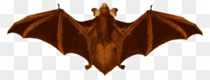 Big Image - Bat