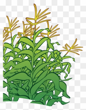 Corn Stalk Cartoon Images - Cartoon Corn Stalk Transparent