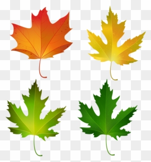 Fall Maple Leaves Set Png Decorative Clipart Image - Sugar Maple Leaf Color