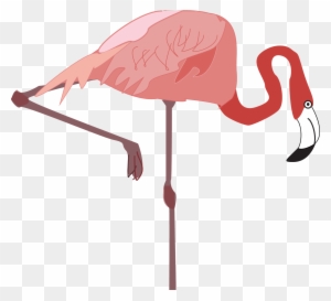 Flamingo - Water Bird