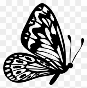 butterfly outline clipart transparent png clipart images free download clipartmax