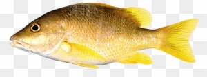 Fish Yellow Freshwater Fish Png Image - Fish With Yellow Fins