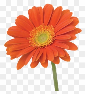 Gerbera - Orange Flower With Stem - Free Transparent PNG Clipart Images  Download
