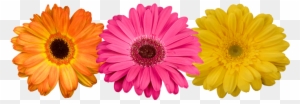 Gerberas - Andrea´s Flowers Orlando