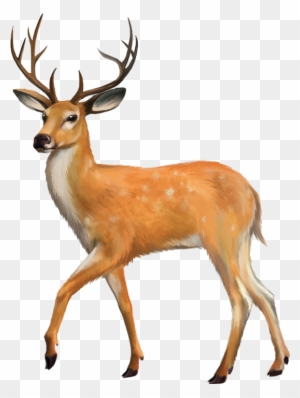 White-tailed Deer Red Deer Clip Art - Animals With Four Legs