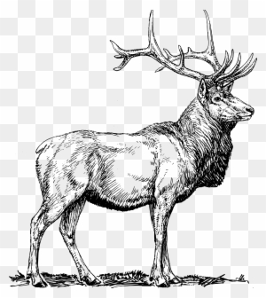 Elk Png Black And White - Elk Vector