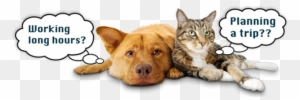 Premier In-home Pet Care Services In Los Angeles - Dog Walking And Sitting