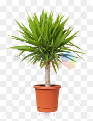Stock Photo Of Pot Of Yucca Plant Isolated On Transparent - Trees: The Beginners Guide To Growing Potted Trees
