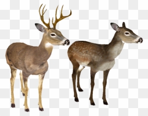 White Tailed Deer Clipart Transparent Background - White-tailed Deer