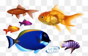 Png By Lifeblue - Gold Fish Png