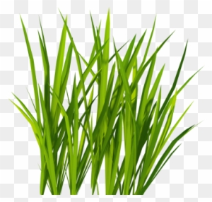 Green Grass Background png download - 2000*3090 - Free Transparent Cactus  png Download. - CleanPNG / KissPNG