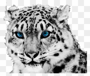 White Tiger Vs Snow Leopard