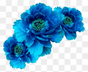 Flor Azul, La Corona Guirnalda De Aqua - Blue Flower Crown Png - Free  Transparent PNG Clipart Images Download