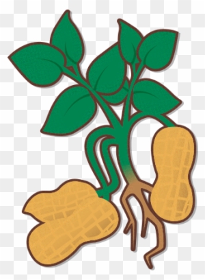 Learn About Our Process - Peanut Plant Clipart