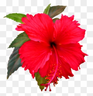 Amazing Hibiscus Flower Clip Art Flower Image Gallery - Shoe Flower Clip Art