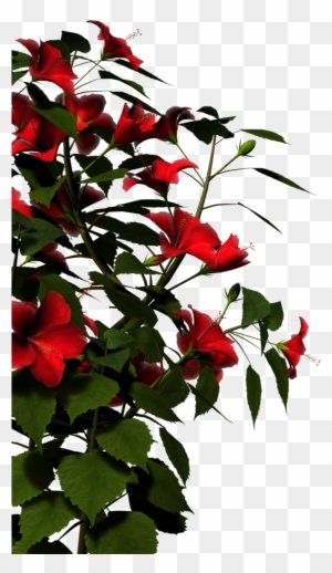 Hibiscus-red By Brokenwing3dstock On Clipart Library - Nature Png Images Hd