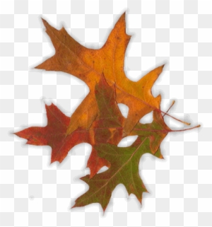Georgia Autumn Leaves Electric Bill - Maple Leaf