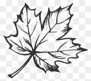 Drawn Maple Leaf Doodle - Maple Leaf Line Drawing