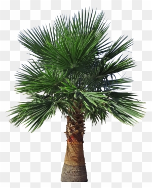Mexican Fan Palm - Portable Network Graphics