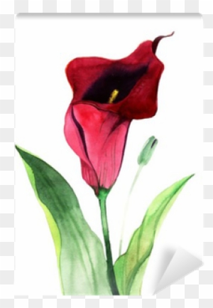 Calla Lily Flowers, Watercolor Illustration Wall Mural - Stock Photography