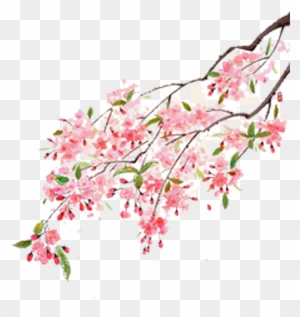 Flower Moutan Peony Illustration - Cherry Blossom