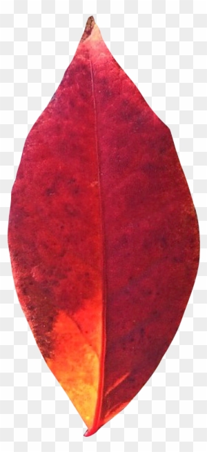 Autumn Leaf Png Transparent Image - Portable Network Graphics