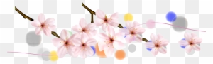 Cherry Blossom Petal Flower - Cherry Blossom