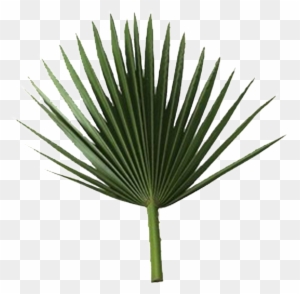 Sabal Palm Arecaceae Rama De Palmera De Hoja De Fronda - Palm Leaf Free Png