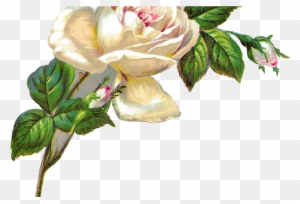 White Rose Shabby Chic Flower Image Clip Art - White Png Flowers Vintage