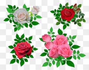 Garden Roses Cabbage Rose Beach Rose Flower Petal - Beach Rose