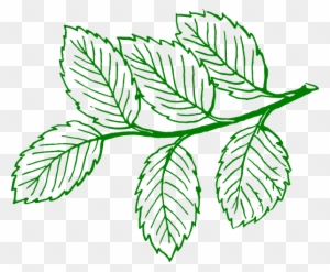 Ash Tree Leaf Vector