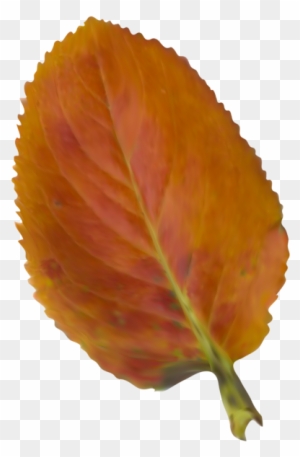 Beautiful Autumn Leaf Png Clipart Picture - Sweet Birch