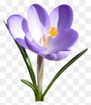 Go To Image - Spring Crocus