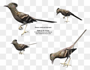 Free Roadrunner Bird Stock By Madetobeunique - Roadrunner Bird Png