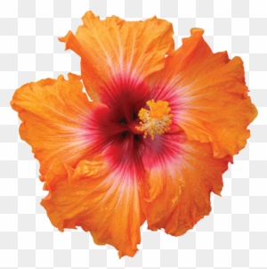 Hibiscus Png Hd Png Mart - Hibiscus Kiss And Tell