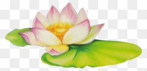 Nelumbo Nucifera Flor De Dibujo Clip Art - Drawing Of Lotus Flower Png