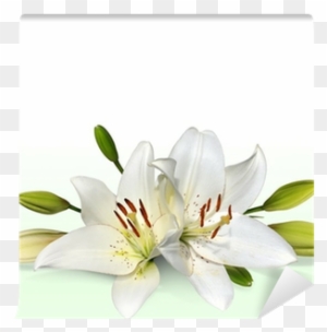Easter Lily Flowers, Also Known As November Lilies - Cokesbury Offering Envelope-he Is Not Here
