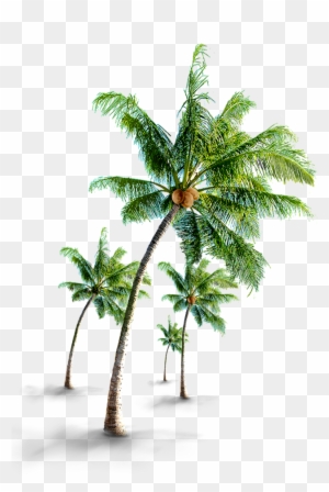 Coconut Tree Png - Palm Trees Bath Mat - 17" X 24"