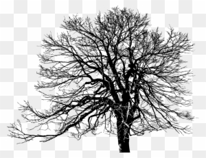 Tree, Ecological, Green, Plant, Silhouette, Weathered - Oak Tree Transparent Background