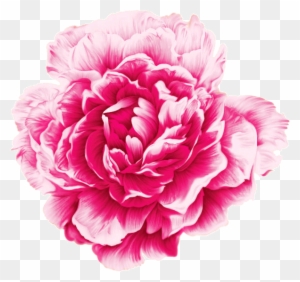 watercolor peony clipart transparent png clipart images free