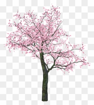 Arana Альбом «clipart / Clipart2 / Spring Trees And - Cherry Tree Png