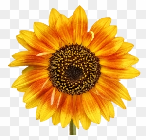Com Store, The Sun, The Flowers, Beetle - Golden Yellow Summer Sunflower Beach Towel